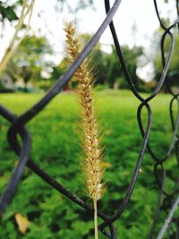 Close-up of plant against blurred background