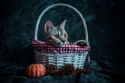 Portrait of kitten in basket