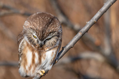 Close-up of owl perching on branch