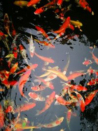 High angle view of koi carps swimming in pond