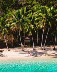 Palm trees on beach