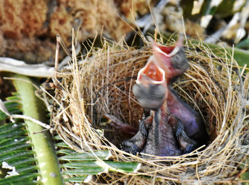 Close-up of birds in nest