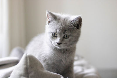 Close-up portrait of cat relaxing at home