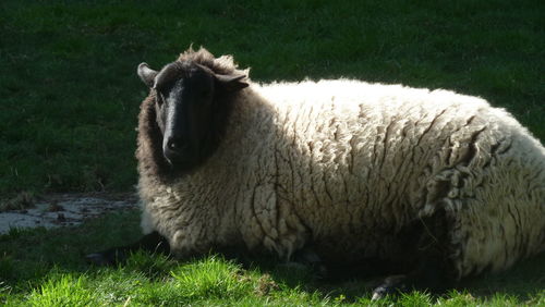 Sheep grazing on grassy field