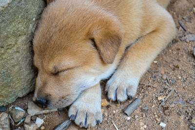 High angle view of dog sleeping