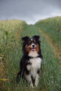 Dog looking away on field