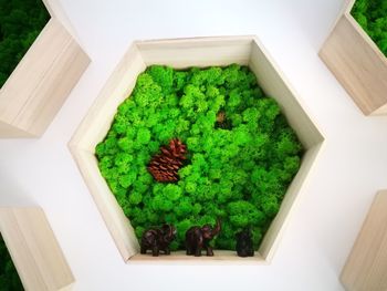 High angle view of potted plants in container