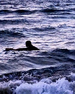 View of a duck swimming in sea