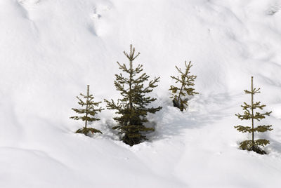 Pine tree on snow covered field