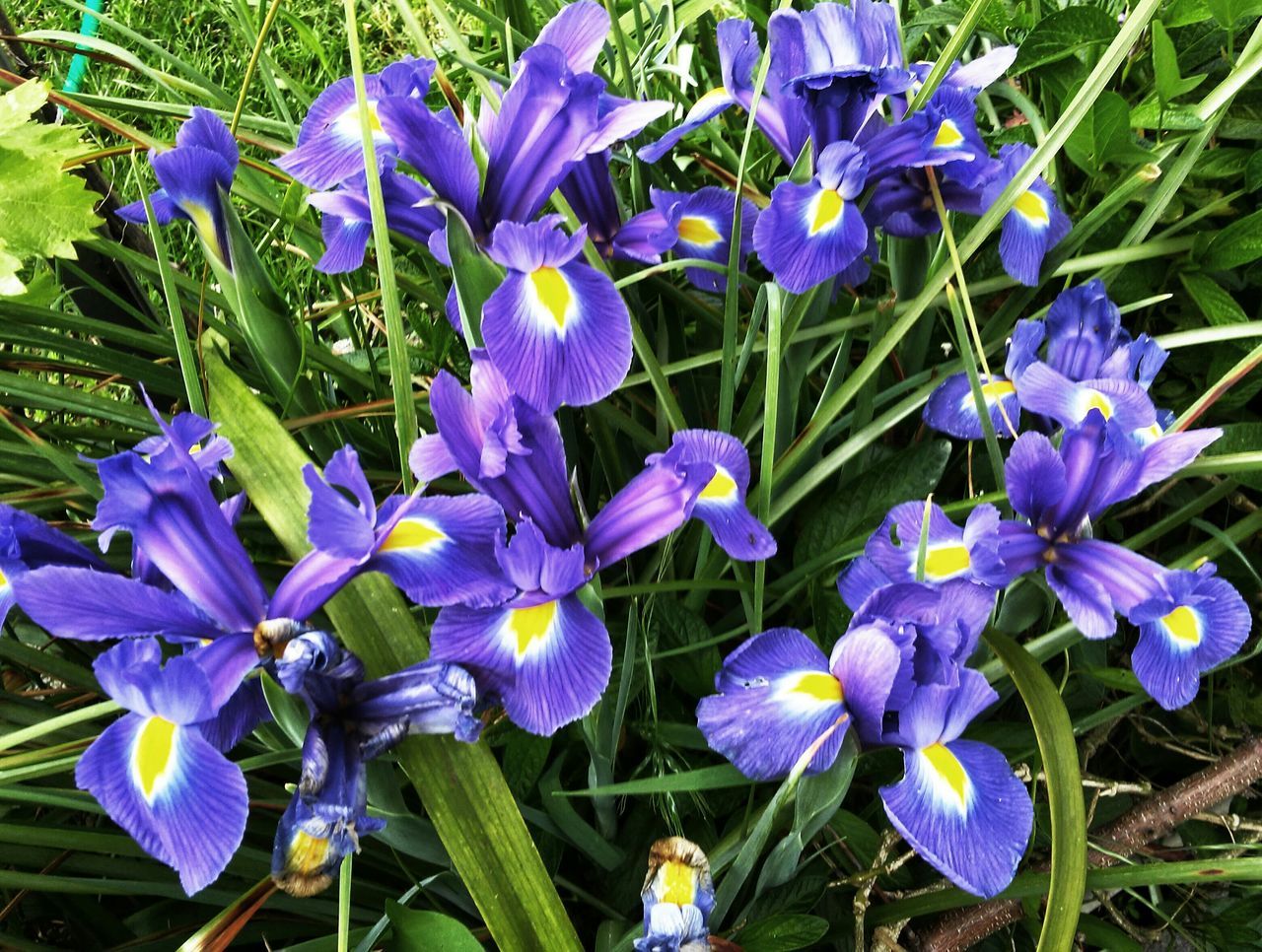 purple, flower, freshness, growth, fragility, plant, petal, beauty in nature, blue, blooming, nature, flower head, field, close-up, stem, high angle view, leaf, in bloom, focus on foreground, day