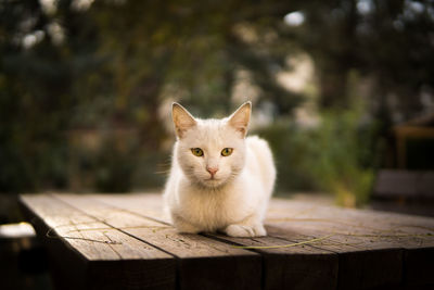 Portrait of cat sitting on wood