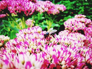 Close-up of bee on pink flowers