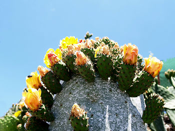 Close-up of purple flowering plant against blue sky