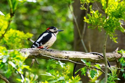 Bird perching on a branch