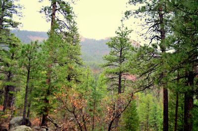 Scenic view of forest against sky