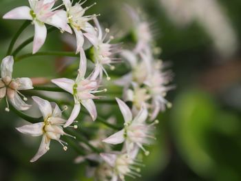 Close-up of fresh flowers blooming outdoors