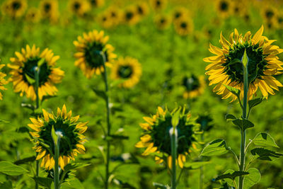 Close-up of yellow flowering plant on field