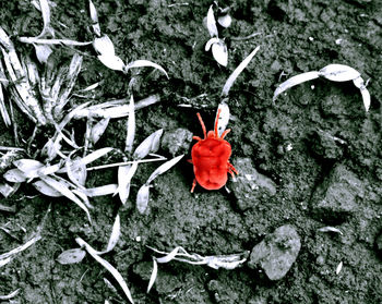 Close-up of red flowers