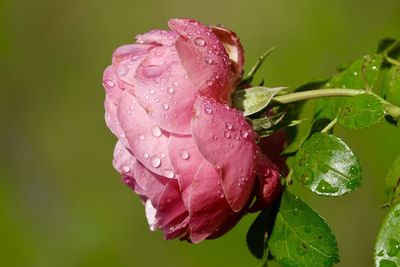 Rose blossom with dew drops