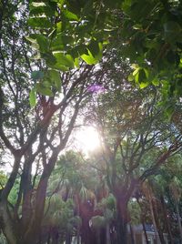 Low angle view of trees