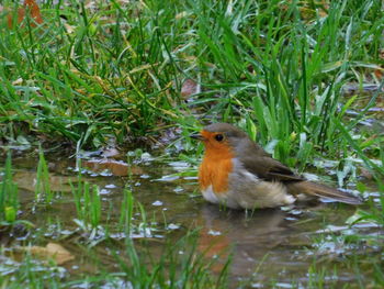 Bird perching on a lake