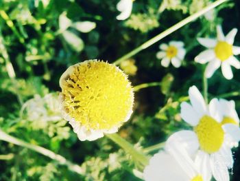 Close-up of yellow flowers blooming outdoors