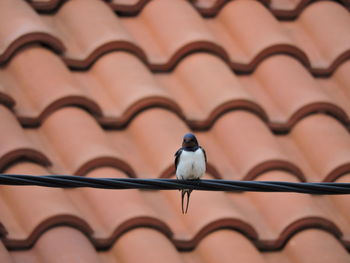 Close-up of bird perching outdoors