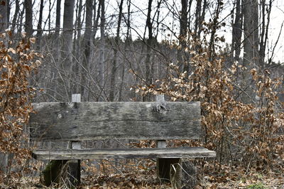 Empty bench in forest