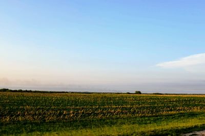 Scenic view of agricultural field against blue sky