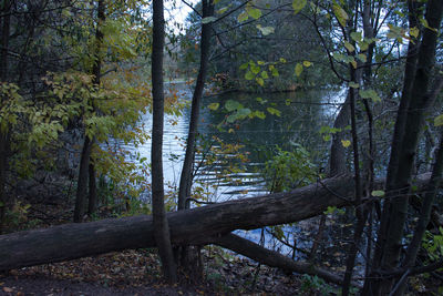 Trees in forest