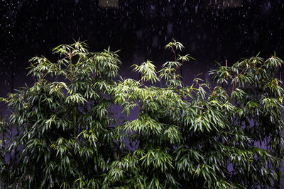 Low angle view of plants at night