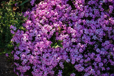 High angle view of pink flowering plants