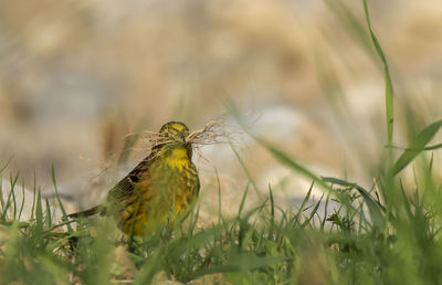 Bird perching on a field