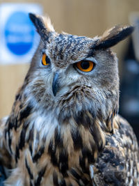 Close-up portrait of owl