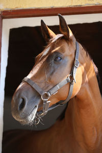 Close-up of horse in stable