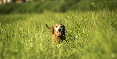 Dog running in a field