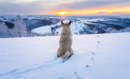 View of an animal during sunset