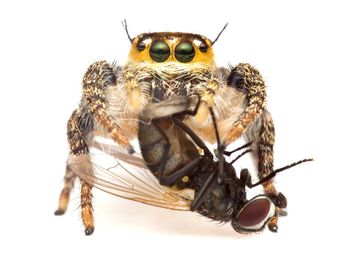 Close-up of spider on white background