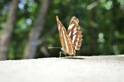 Close-up of insect