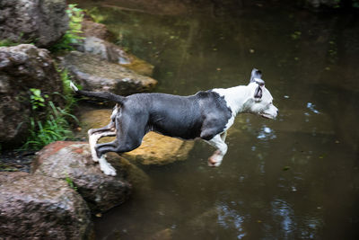 Side view of dog on rock by lake