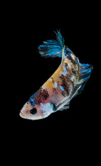 Close-up of fish swimming in sea