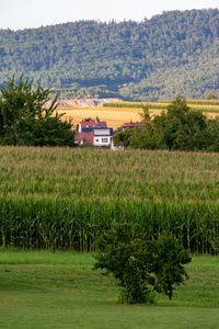 Scenic view of field against sky