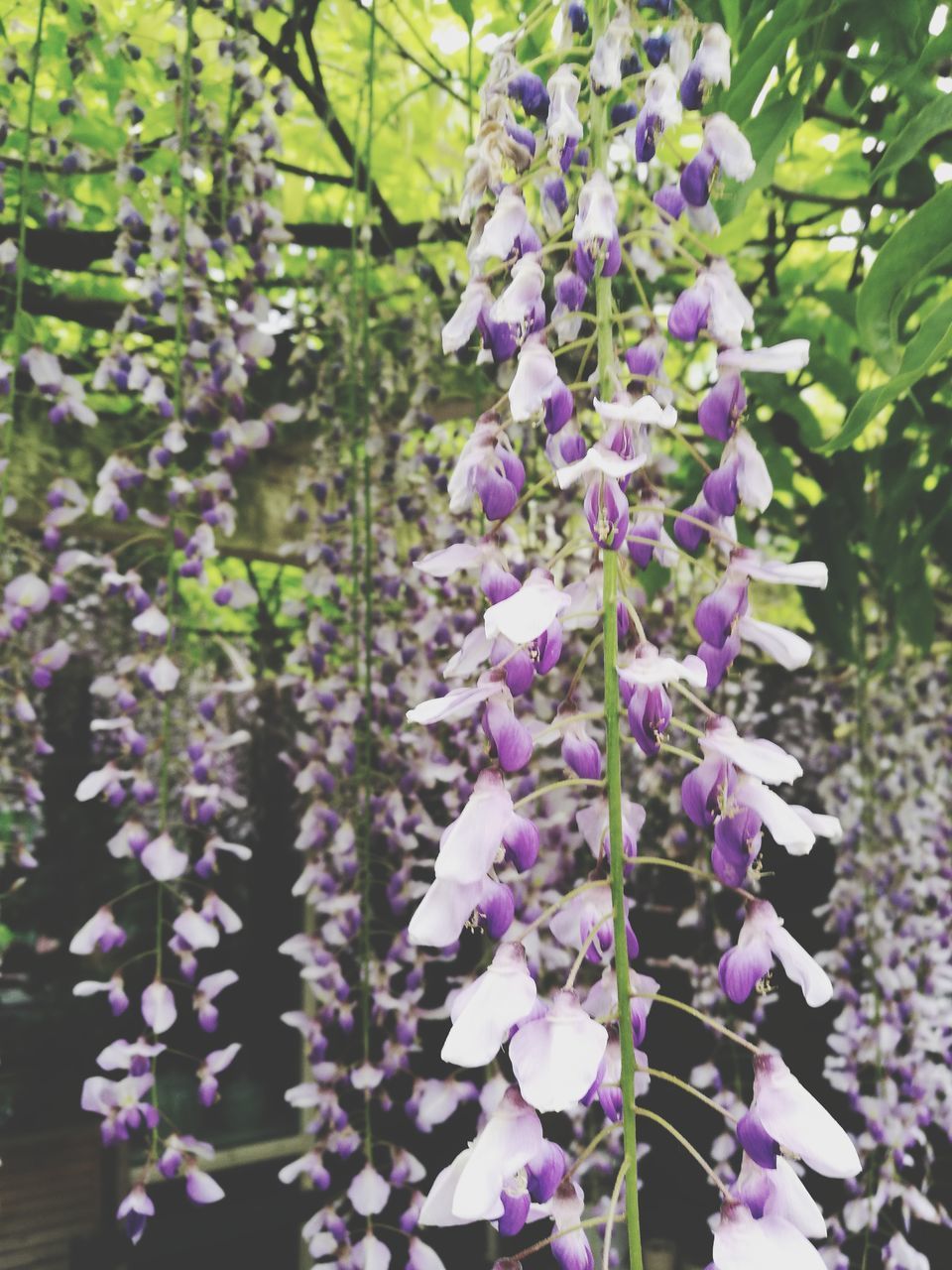 BEAUTIFUL PURPLE FLOWERS BLOOMING IN TREE