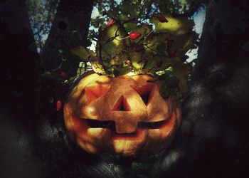 Close-up of pumpkin on tree trunk