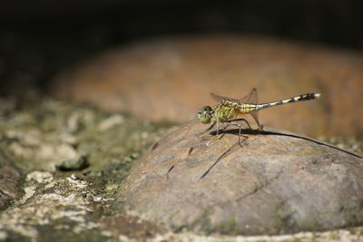 Close-up of insect