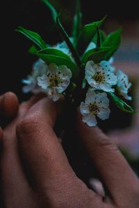 Close-up of hand feeding on plant