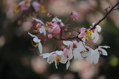 Close-up of cherry blossoms in spring