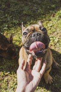 Midsection of person holding dog