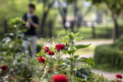 Close-up of red rose flowers blooming in park