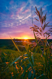 View from the summery drachenberg on a beautiful sunset with wild wheat in the foreground.